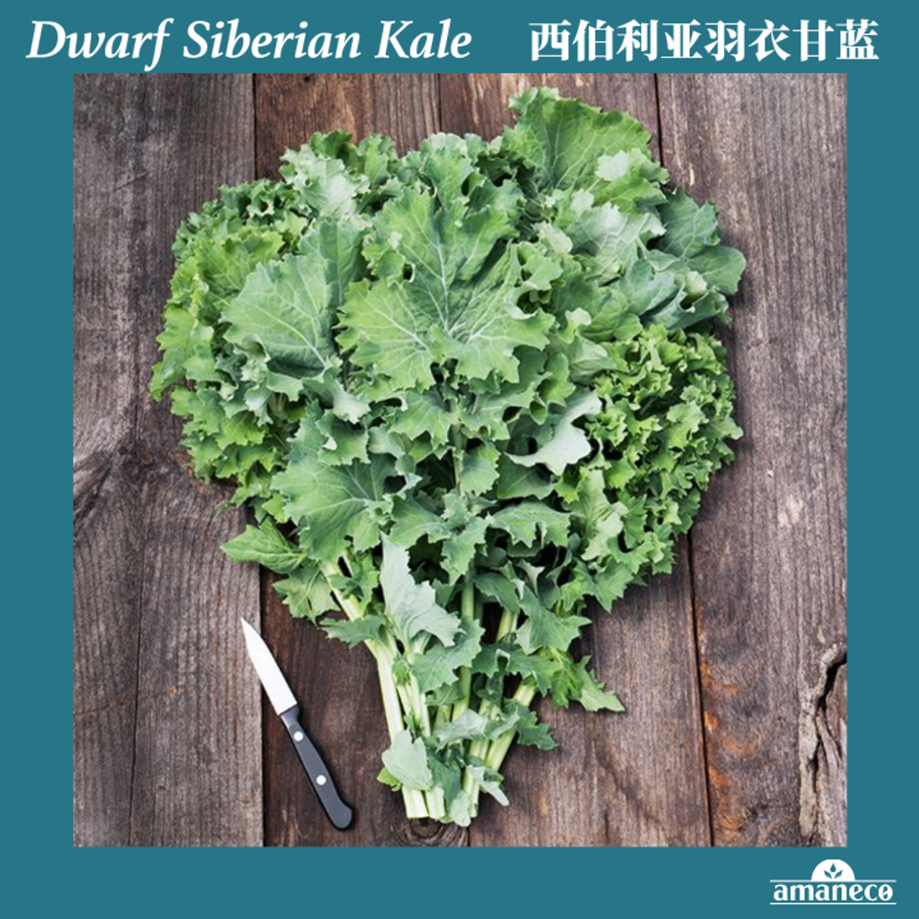 Dwarf Siberian Kale 2