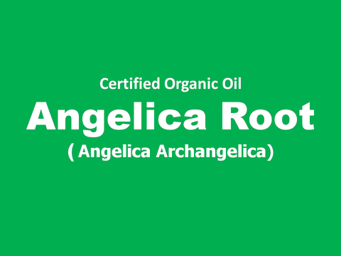 angelica root.png