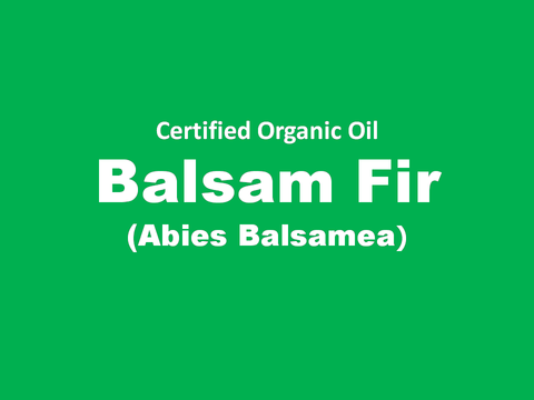 Balsam Fir.png