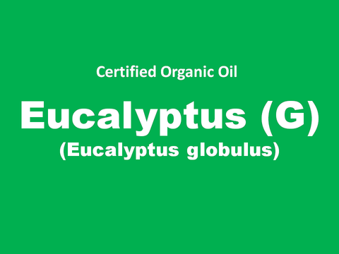eucalyptus (g).PNG