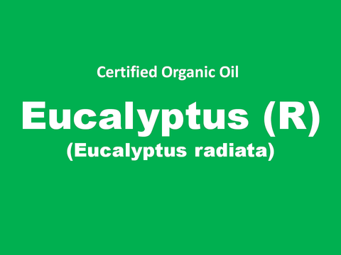eucalyptus (R).PNG