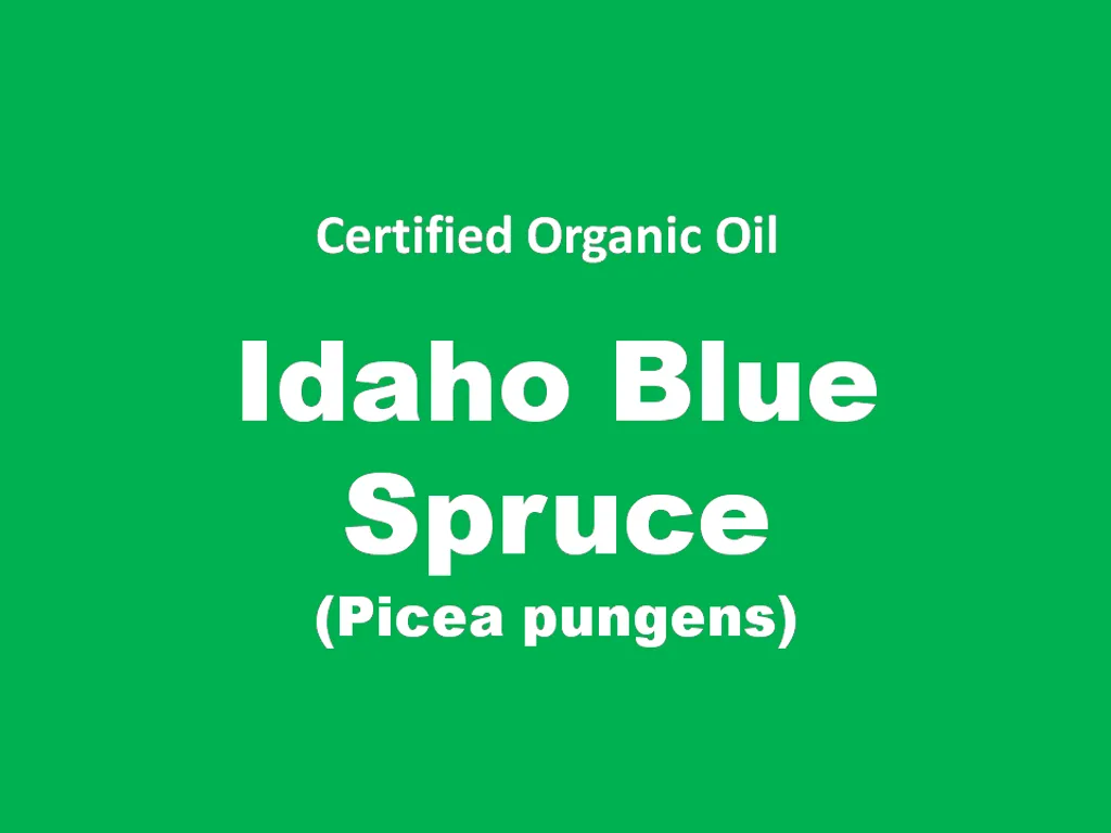 idaho blue spruce.PNG