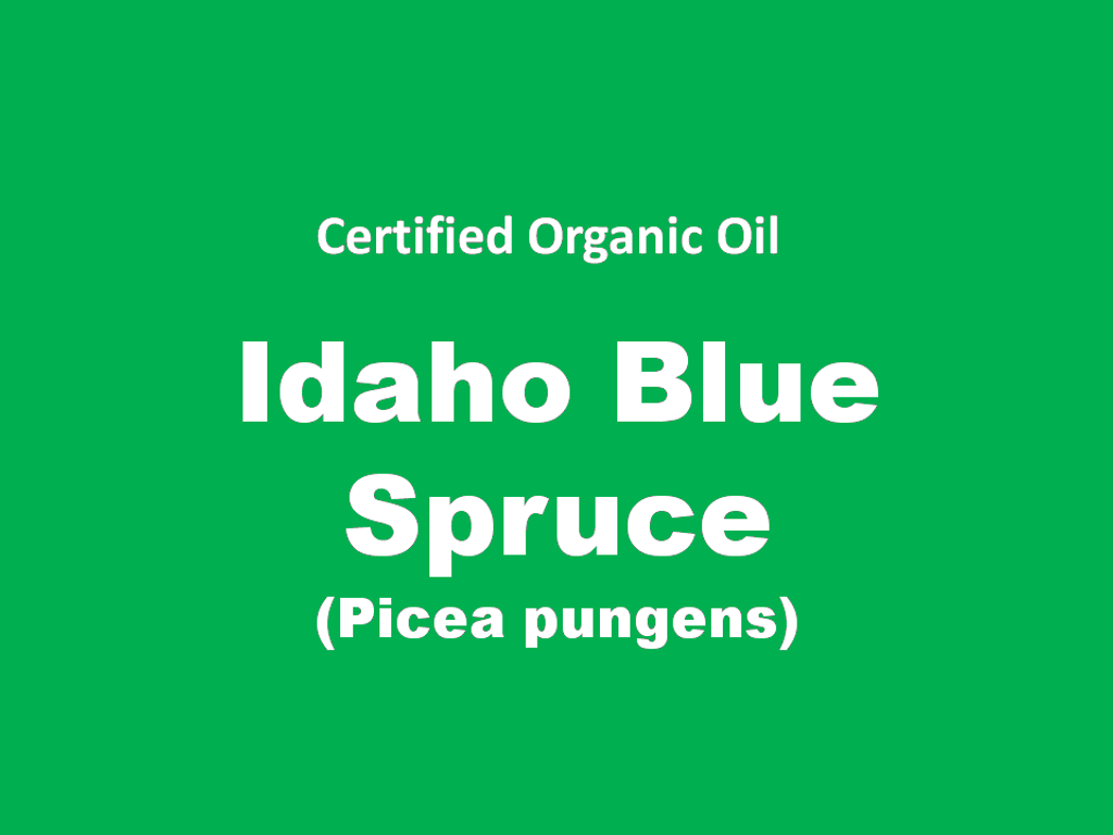 idaho blue spruce.PNG