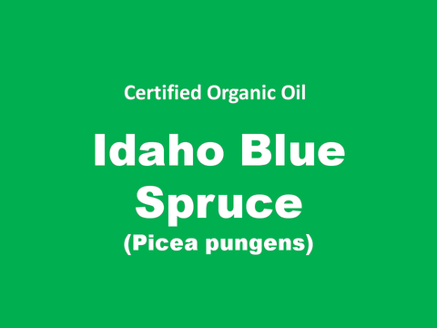 idaho blue spruce.PNG