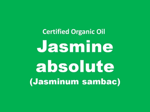 jasmine absolute.PNG