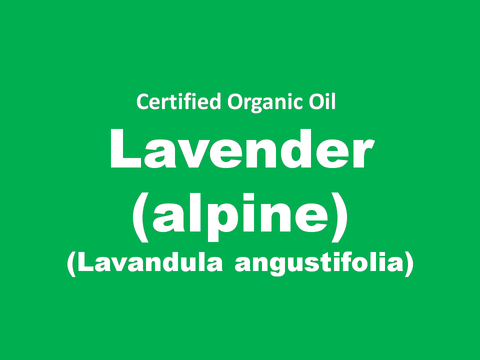 lavender alpine.PNG