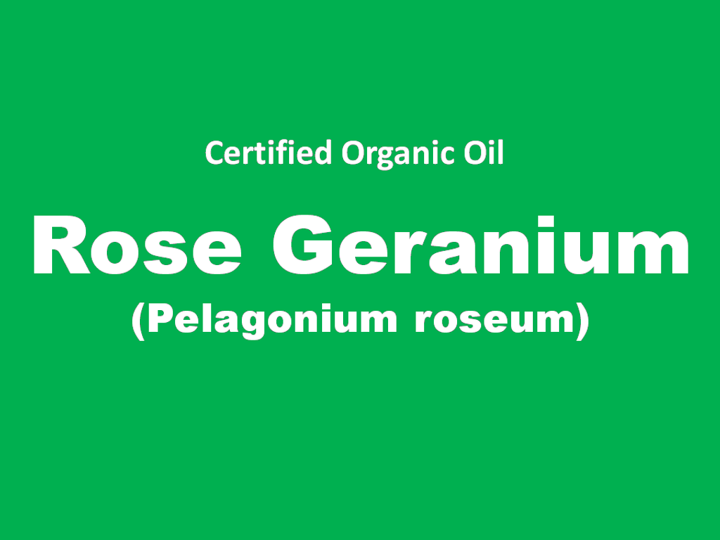 rose geranium.PNG