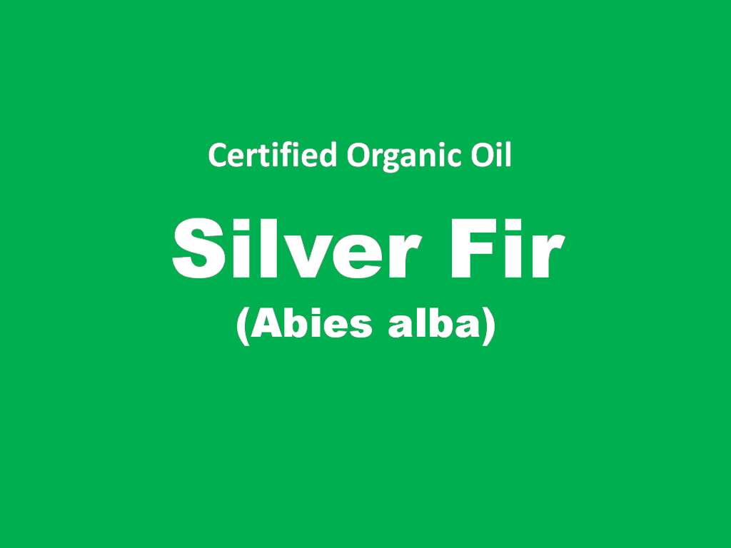 silver fir.PNG