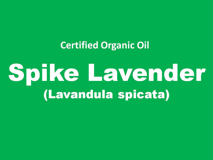 spike lavender.PNG