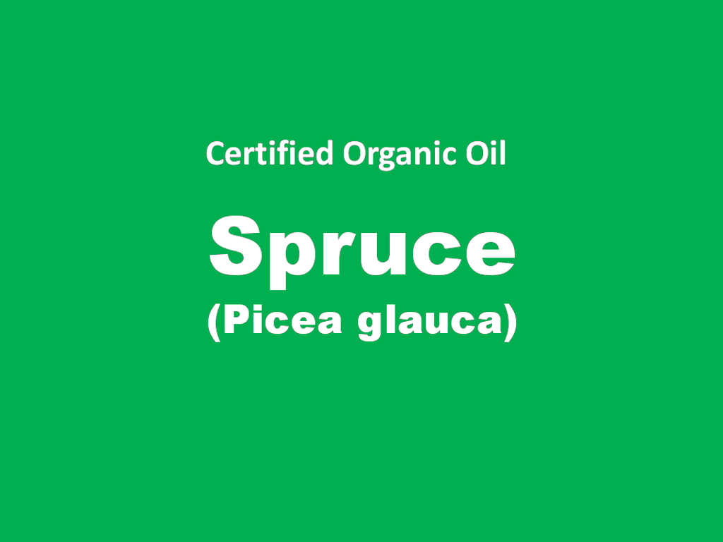 spruce.PNG