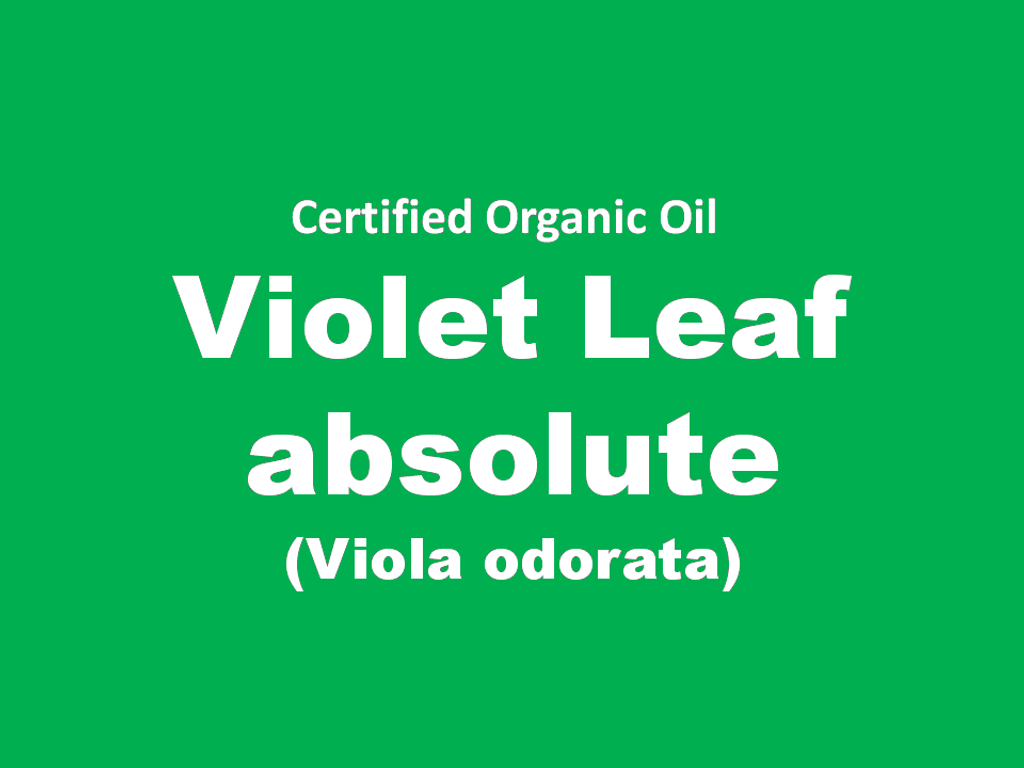 violet leaf absolute.PNG