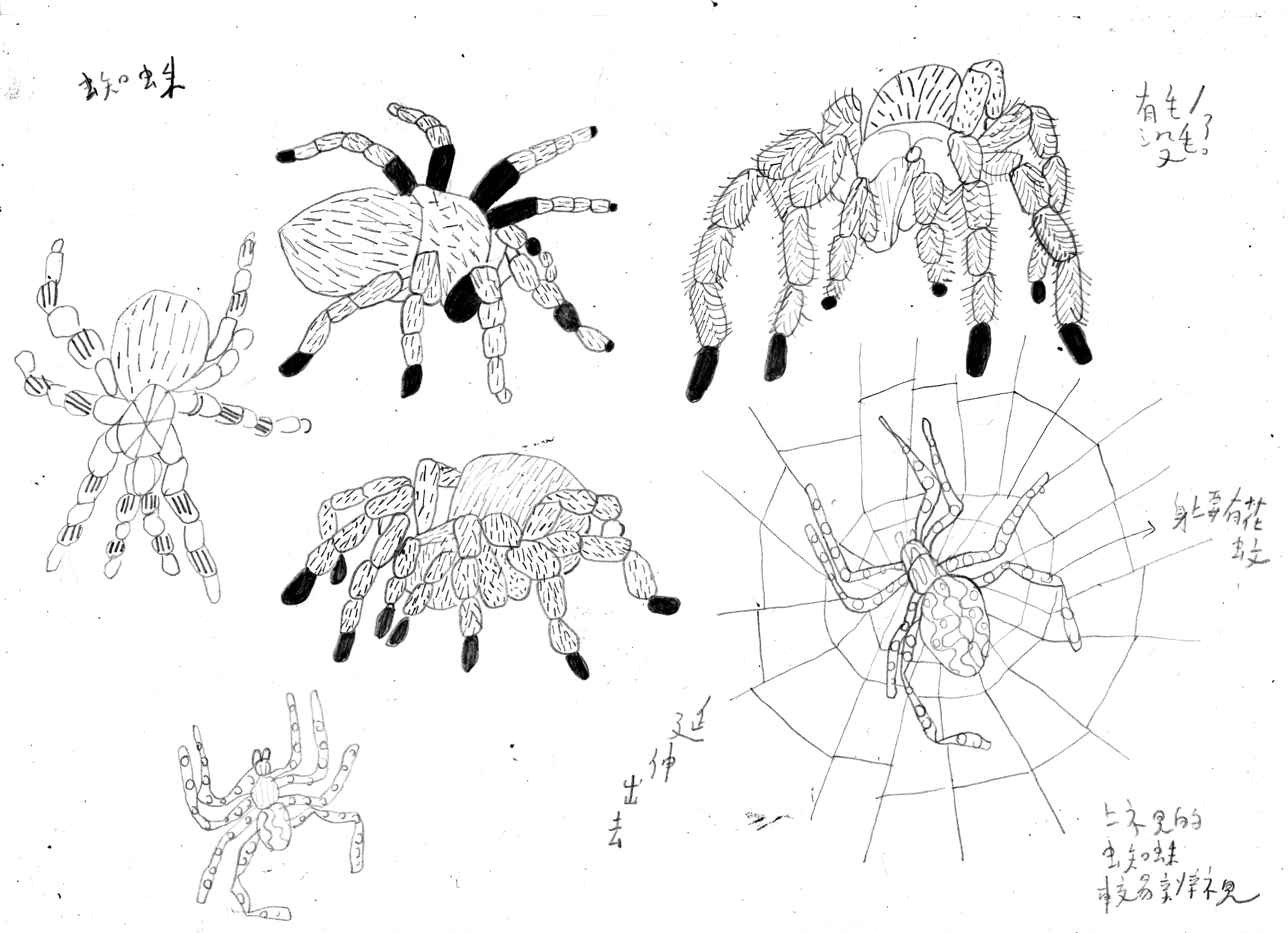 Little eye research _spider