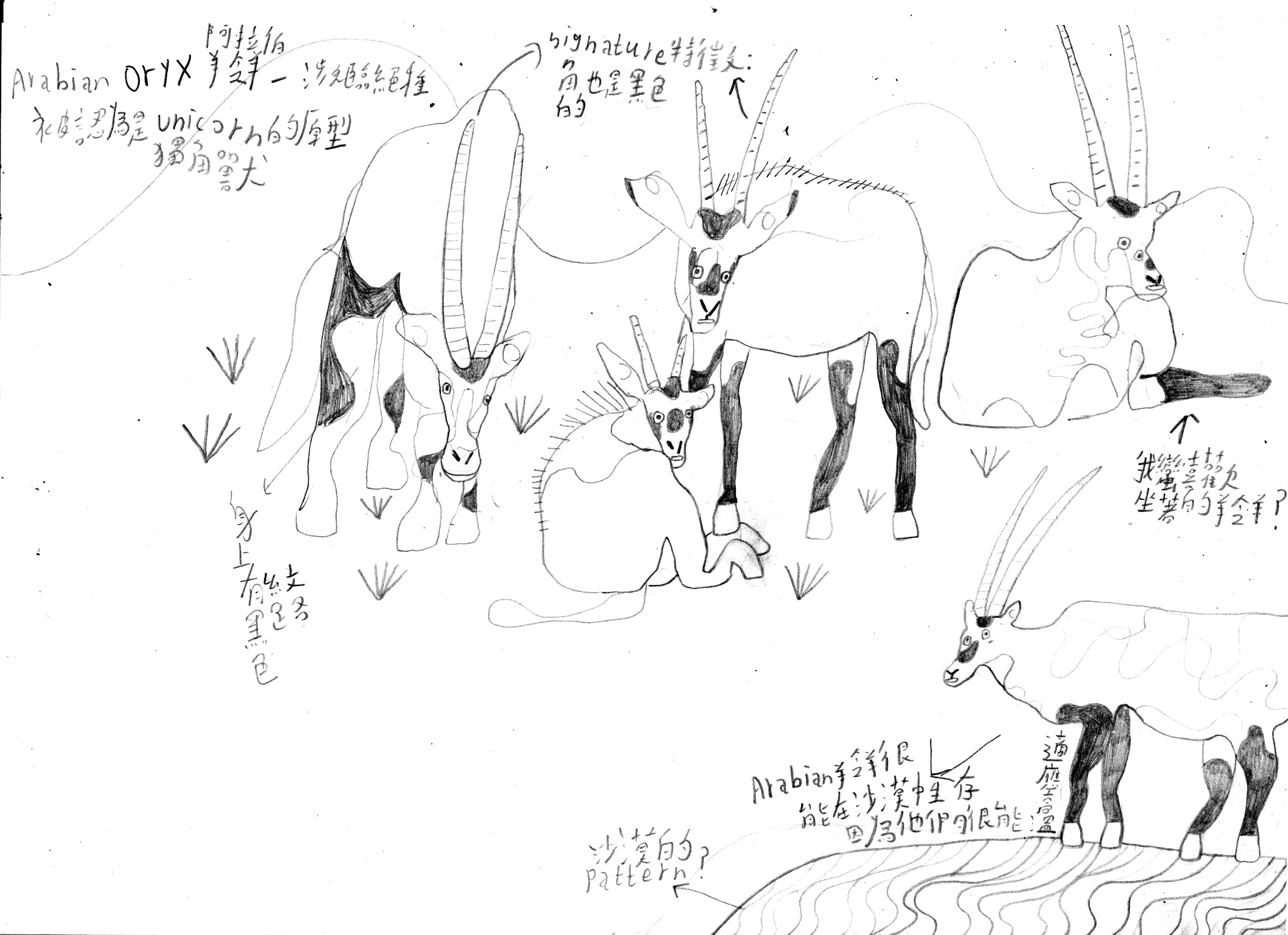 Oryx_Little Eye research