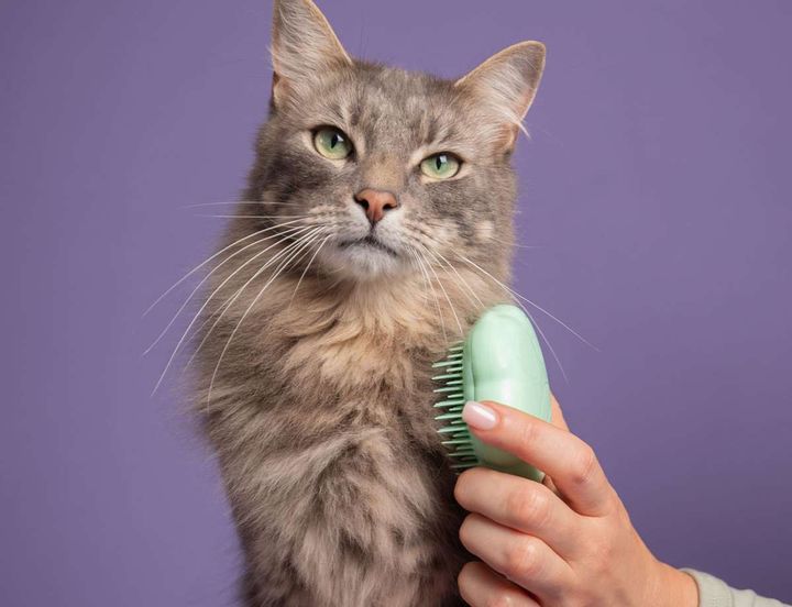 1304x1000-Images_0001s_0009_Cat-Brush-Green_600x600@2x