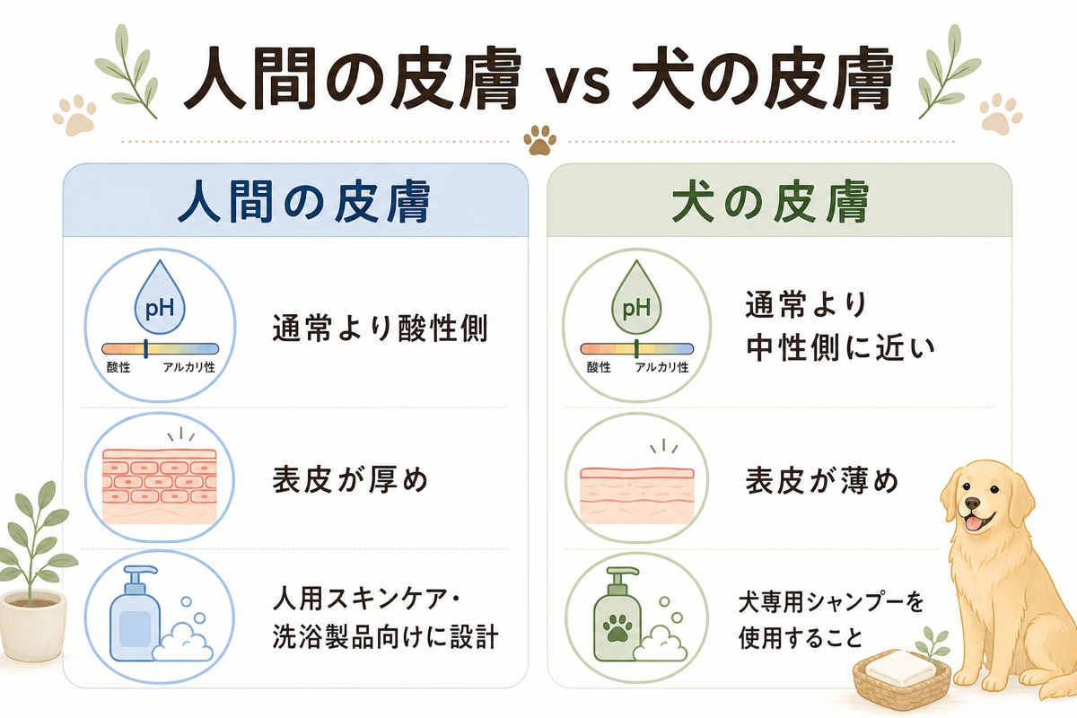 犬と人間の皮膚の違いを示す図表