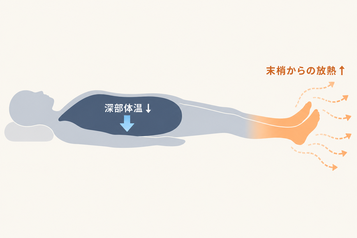 末梢（足）からの放熱が増え（オレンジの波線が外向きに）、それに伴って深部体温が下がる（青灰色の下向き矢印）ことを示すフラットな模式図。足を温めることが深部の冷却を助ける生理的な経路を表す。