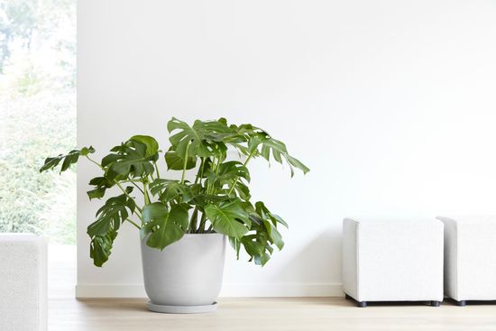  | SUPER PLANTER