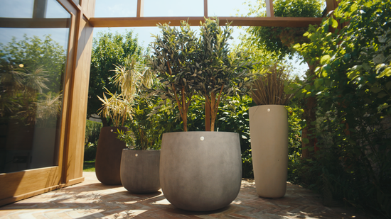  | SUPER PLANTER