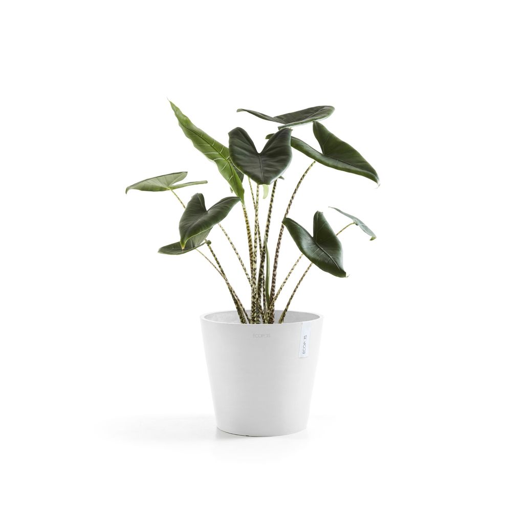 5413724329701_01 Amsterdam 30 Pure White