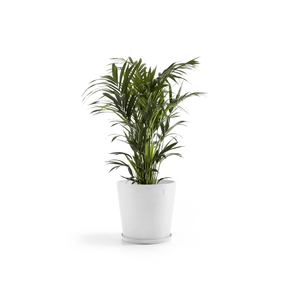 5413724332213_12 Amsterdam 60 Pure White