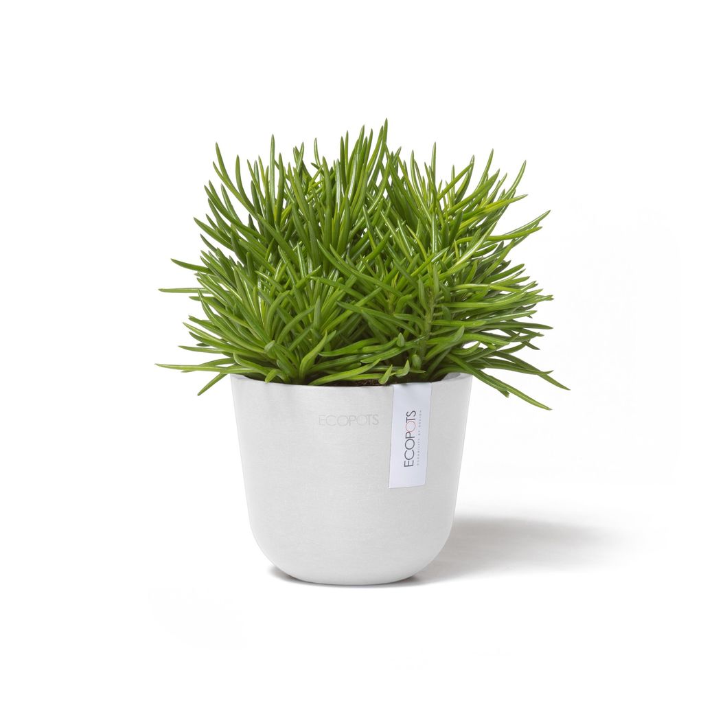 OSL.11.PW-Productshot_03-Ecopots_plant