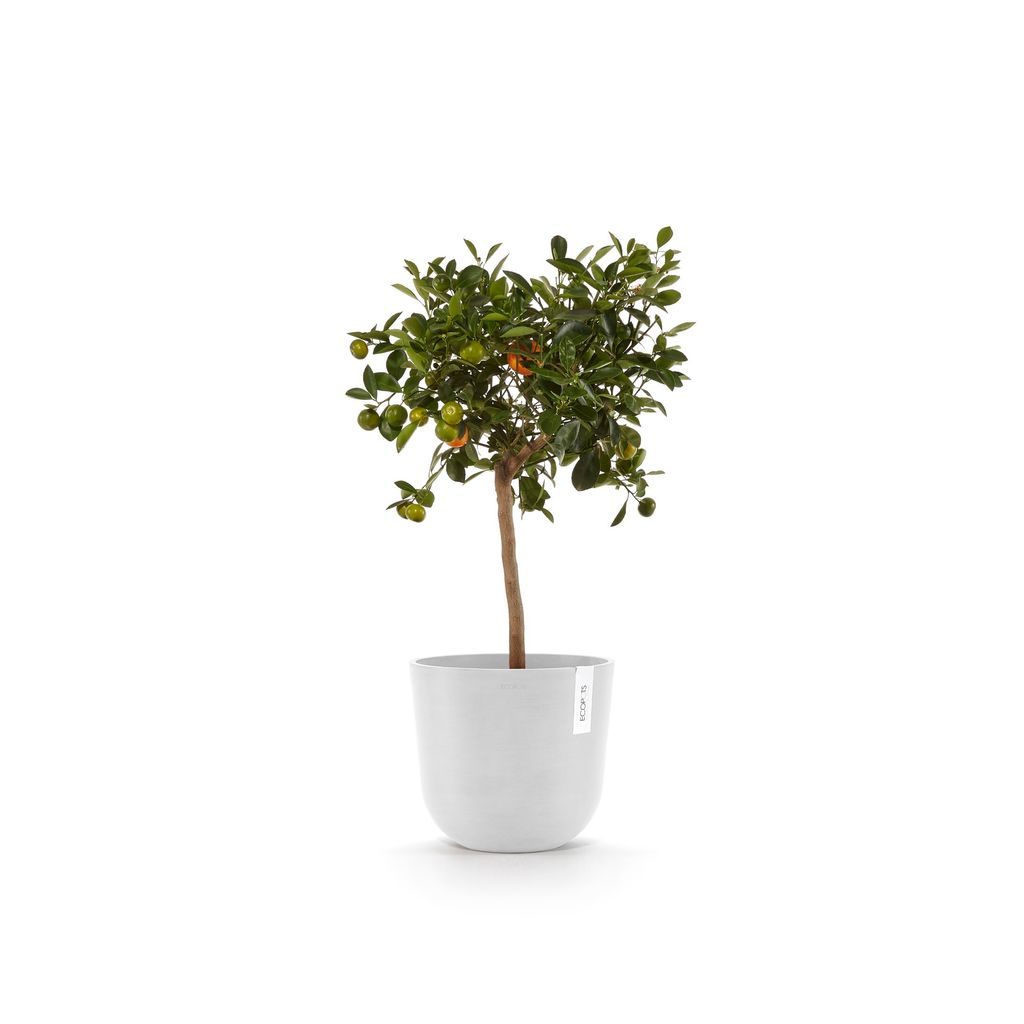 5413724329817_04 Oslo 25 Pure White