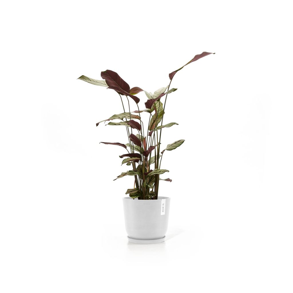 5413724329831_12 Oslo 25 Water Reservoir Pure White