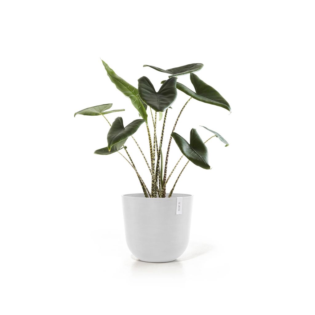 5413724331926_03 Oslo 45 Pure White