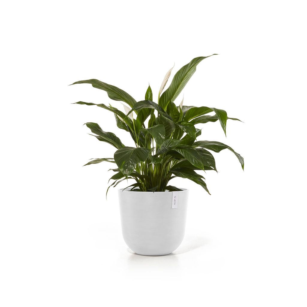 5413724331926_01 Oslo 45 Pure White