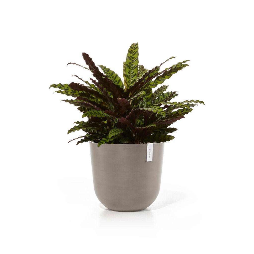 5413724316855_02 Oslo 45 Taupe