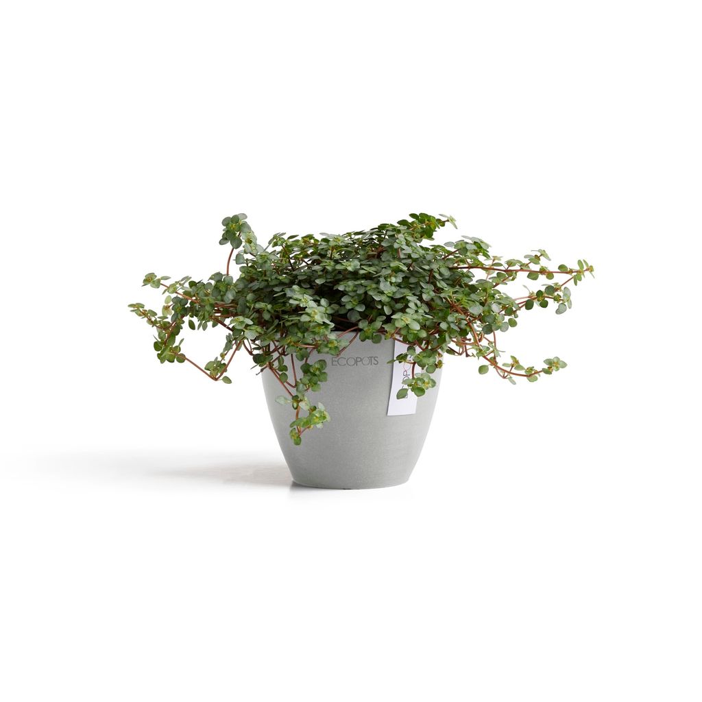 5413724329343_01 Antwerp Mini 11 White Grey
