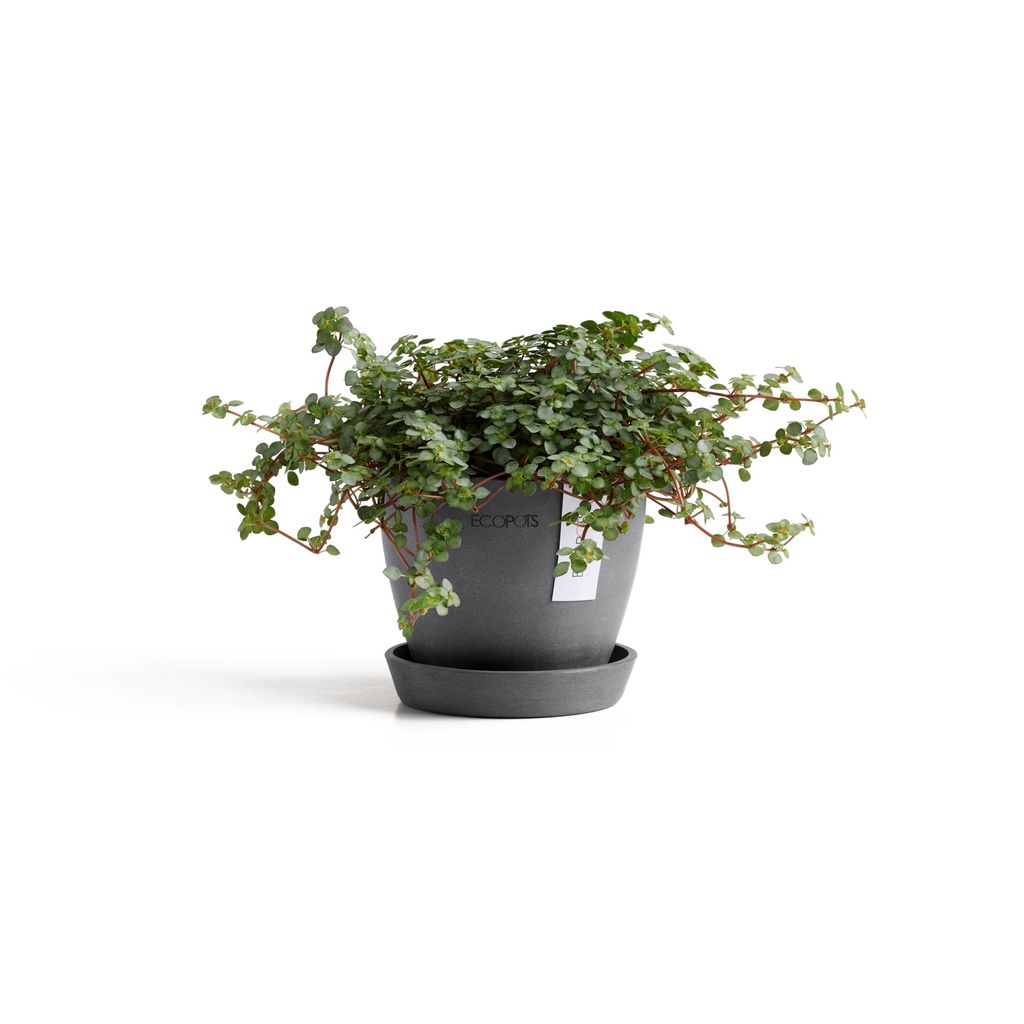 5413724331032_01 Antwerp Mini 11 Saucer Grey
