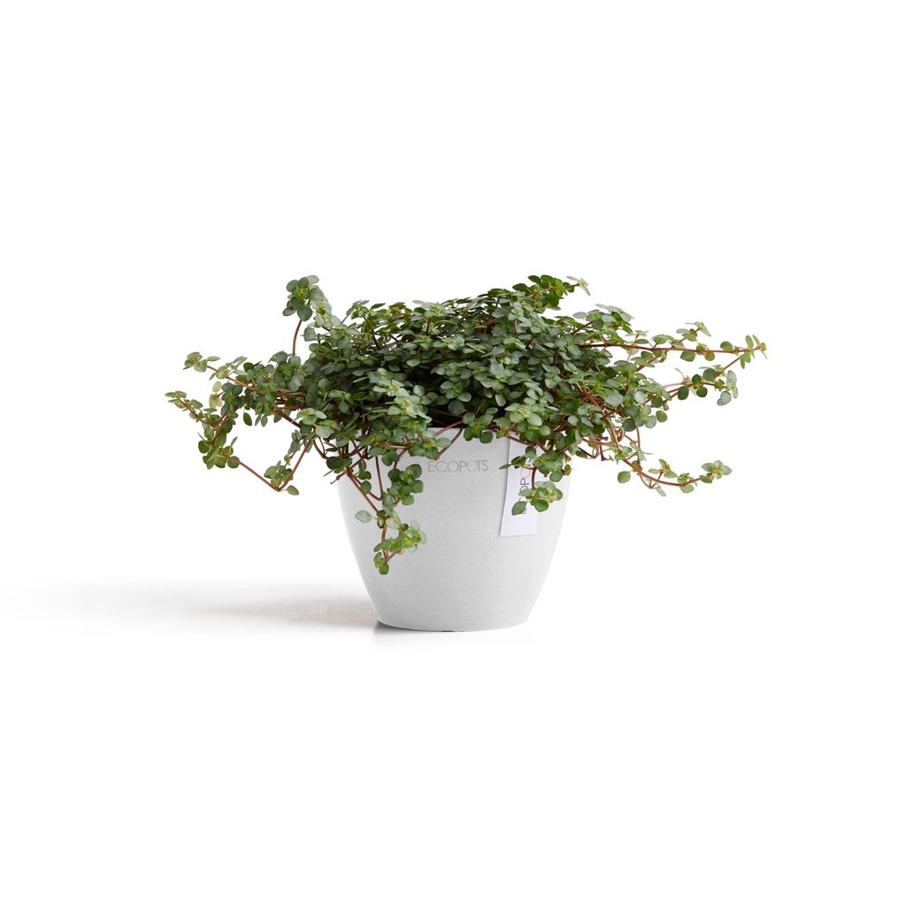 5413724329336_01 Antwerp Mini 11 Pure White