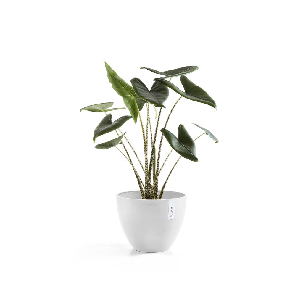 5413724332381_03 Antwerp 30 Pure White