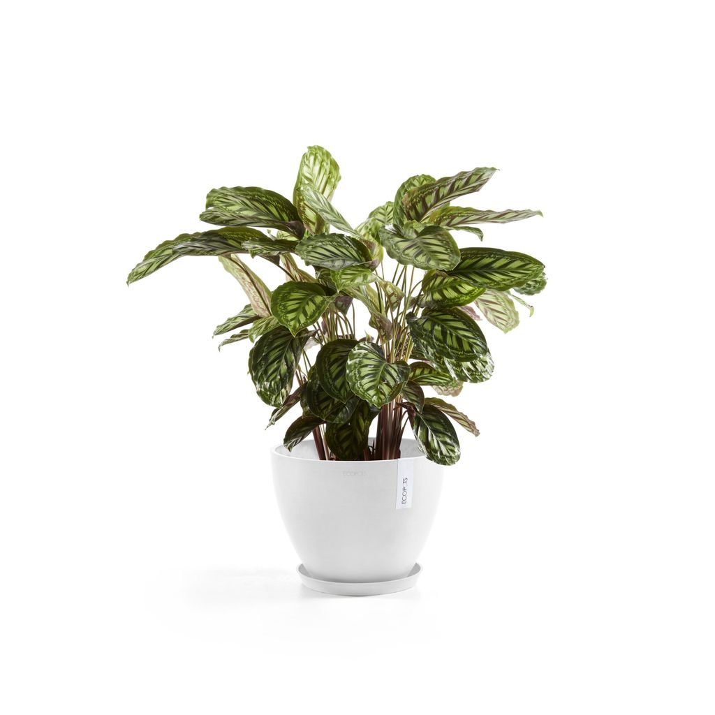 5413724332381_11 Antwerp 30 Pure White