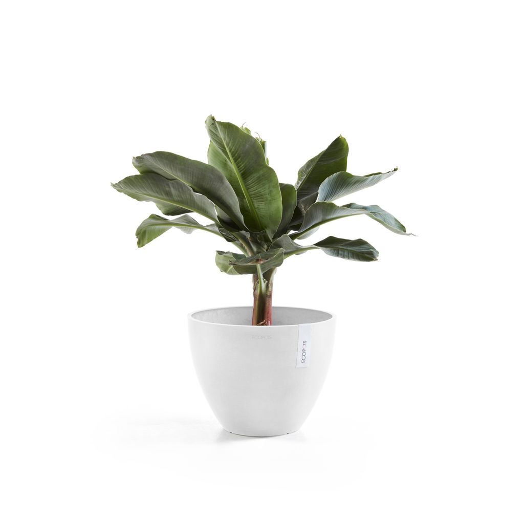 5413724332398_02 Antwerp 40 Pure White