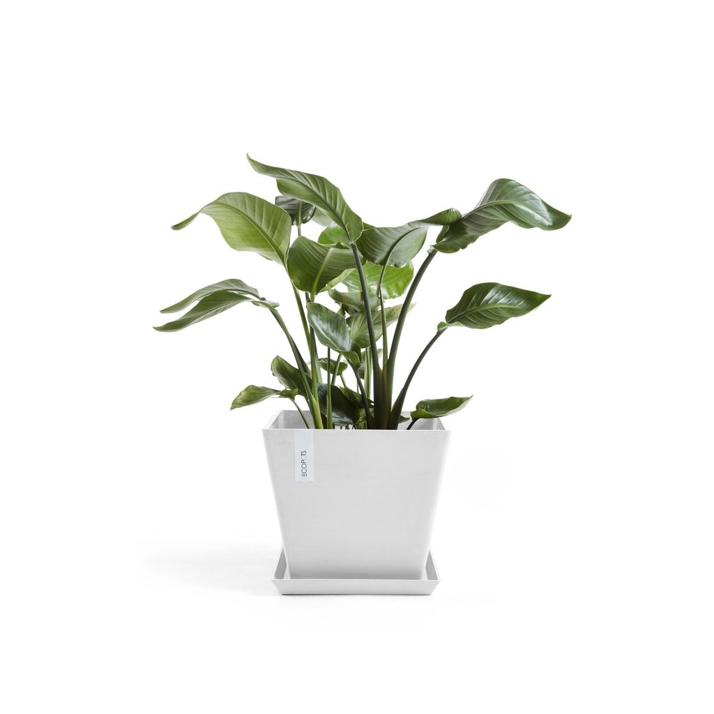 5413724331094_11 Rotterdam 30 Pure White