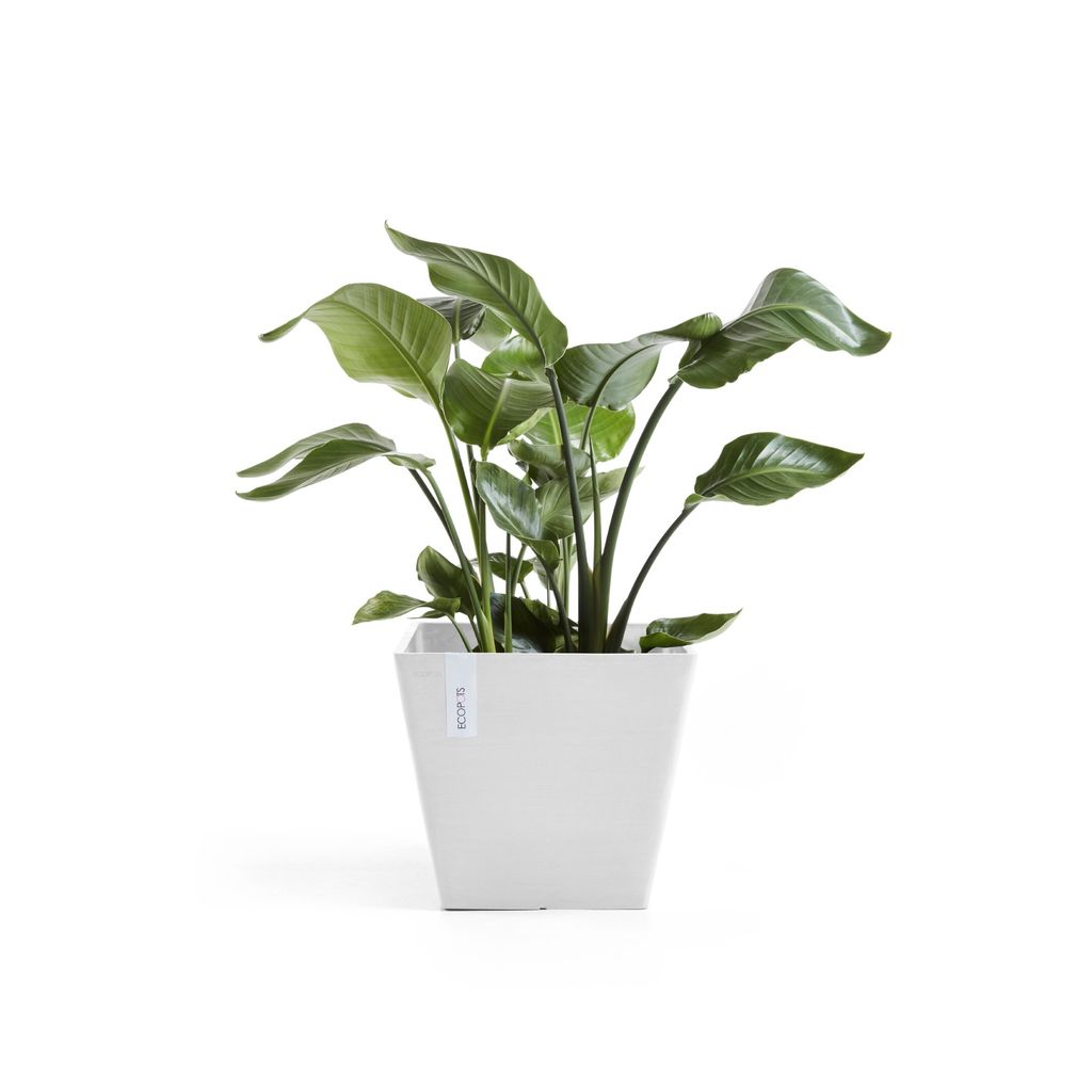 5413724331094_01 Rotterdam 30 Pure White