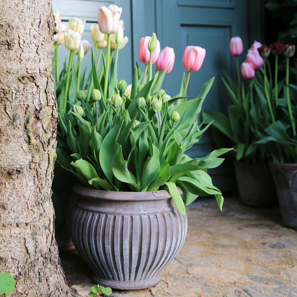 Bergs-Potter_raw_nogr_piccolina_IMG_0902_Tullips-24_JK
