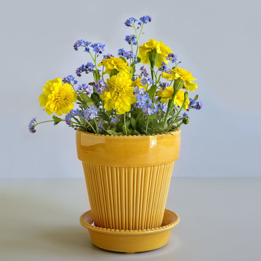 Simona,_amber_yellow_single_pot_w._flowers拷貝
