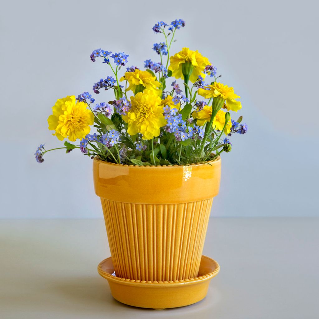 Simona,_amber_yellow_single_pot_w._flowers拷貝