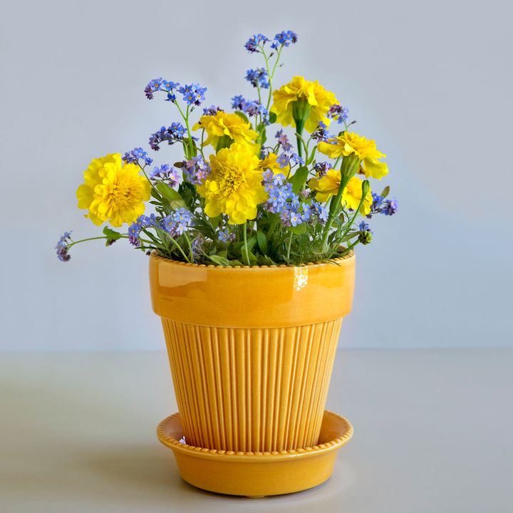 Simona,_amber_yellow_single_pot_w._flowers拷貝