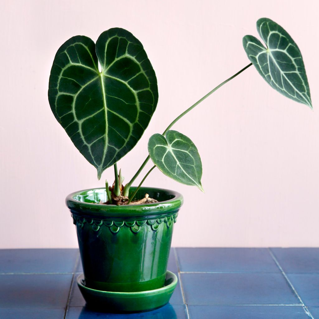 Bergs_Potter_Copenhagen_Glazed_Green_11拷貝