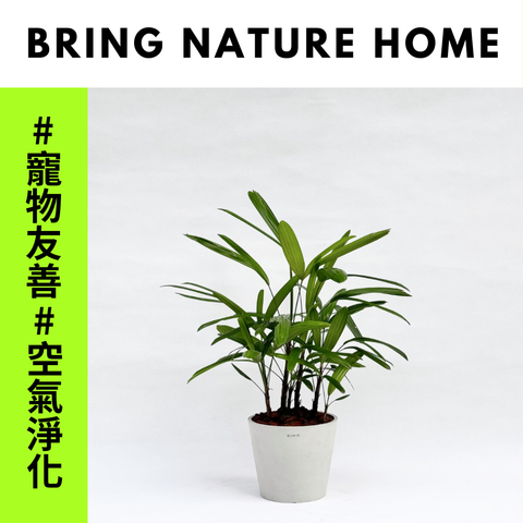 植物宅配商品圖