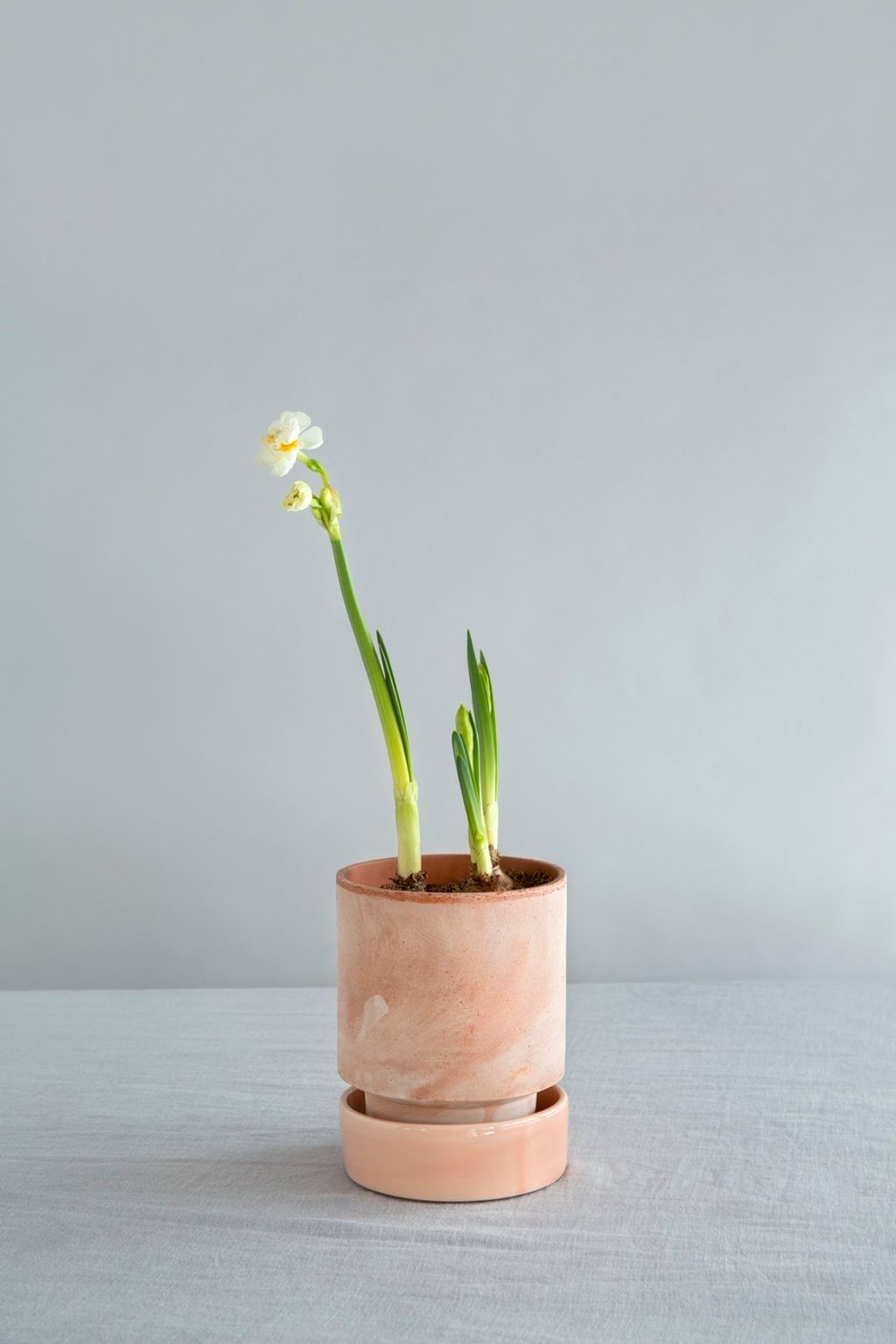 Bergs Potter_Hoff_spring bulb