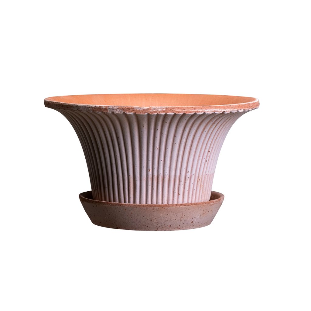 BERGS-POTTER_DAISY_rosa