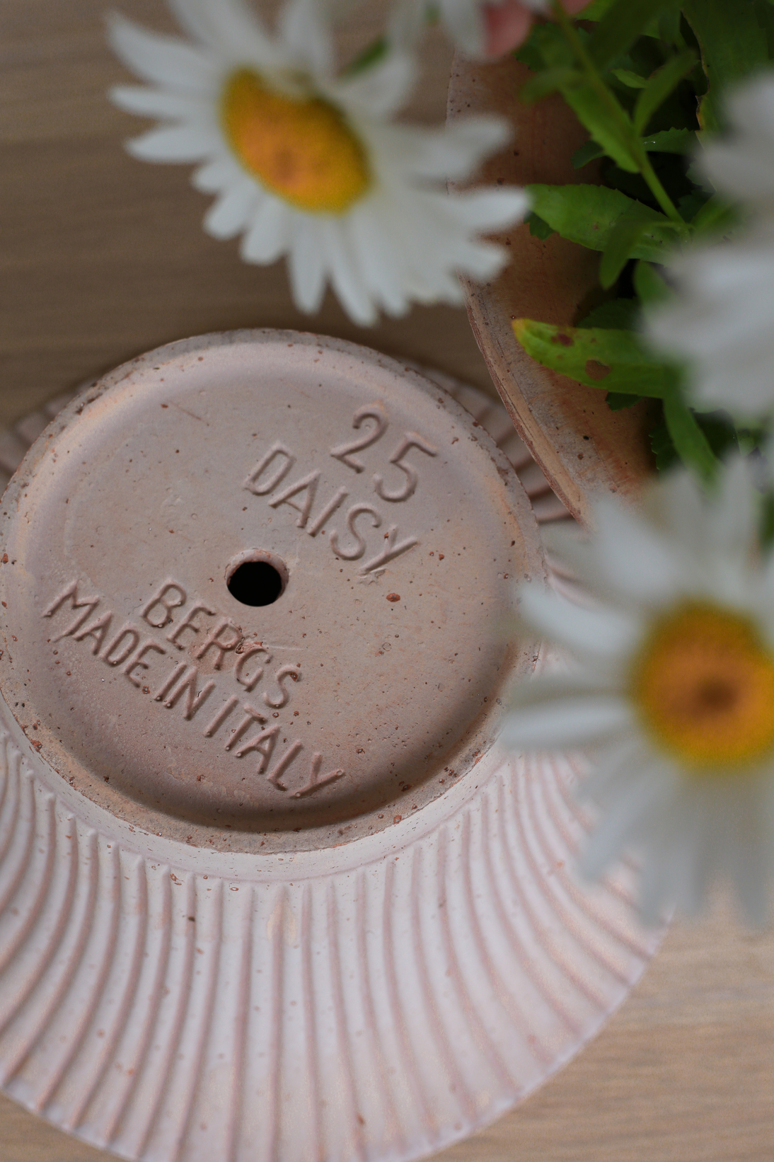 Daisy raw rosa w. daisy flower_2