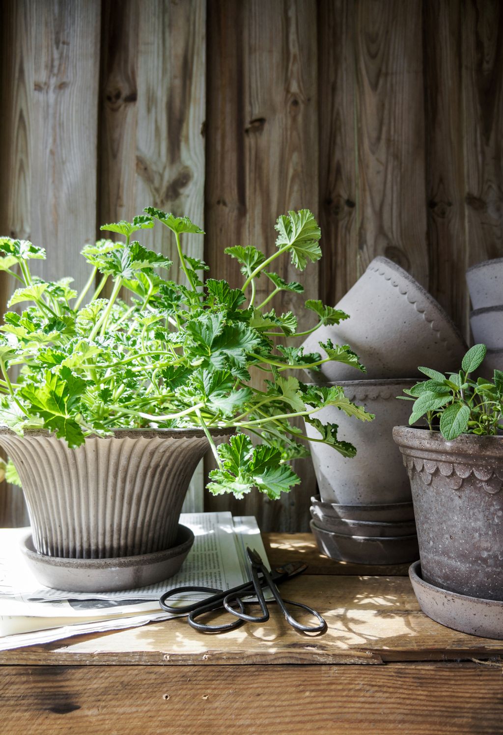 BERGS-POTTER_garden_8-daisy_grey