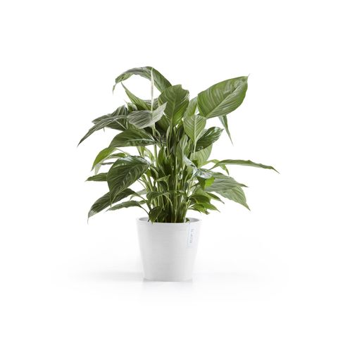 AM.20.PW-Productshot_01-Ecopots_plant