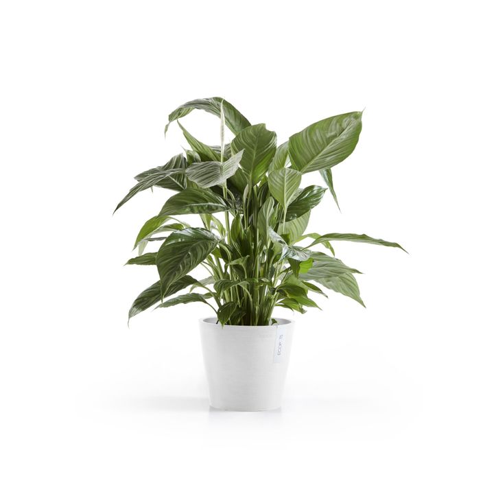 AM.20.PW-Productshot_01-Ecopots_plant